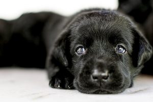 Bir Köpek Evlat Edinmek ile İlgili Bilmeniz Gereken Her Şey