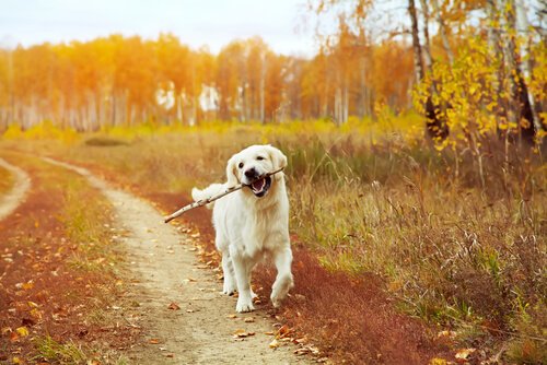 köpek egzersizleri