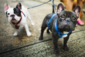 Köpek Gezdirmek İçin En Uygun Zaman Hangisidir?