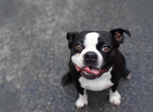 kısa tüylü köpekler