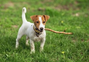 Kısa Tüylü Köpek İsimleri
