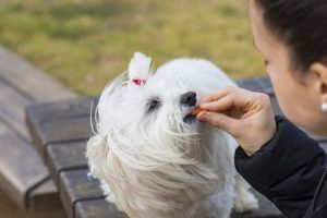 Köpekler İçin Ödül Mamaları: İpuçları ve Dikkate Alınacak Hususlar