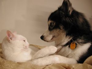 Köpekler ve Kediler İçin Doğum Kontrolü Yöntemleri