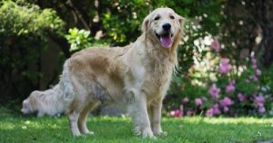 Köpeklerde Kalp Hırıltısı: Önlem ve İlk Yardım