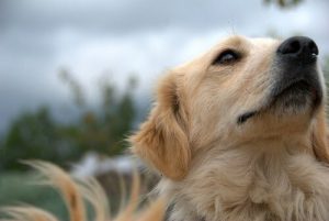 Köpeğinizi Tararken Nelere Dikkat Etmelisiniz?