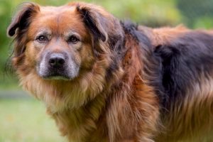 Bir Köpek Suçlu Bakışlarının Arkasında Ne Saklıyor Olabilir