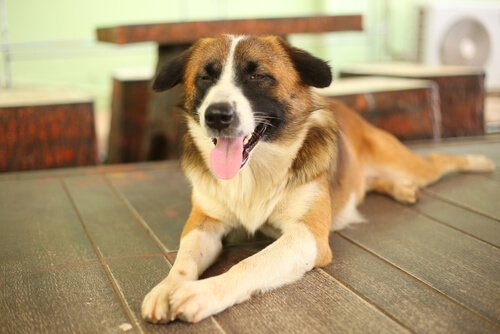 kör bir köpeğe bakmak