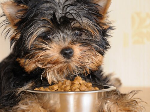 küçük köpeklere özel mama