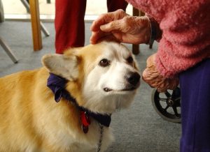 İyileştiren Köpekler: Köpek Destekli Tedavi