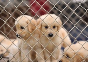 Köpek Çiftlikleri Yasaklansın!