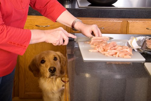 yemek bekleyen köpek