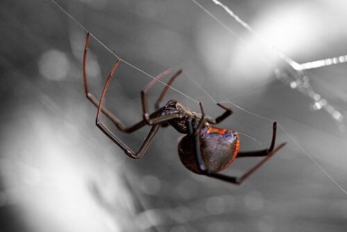 Dünyanın En Tehlikeli 8 Örümcek Türü