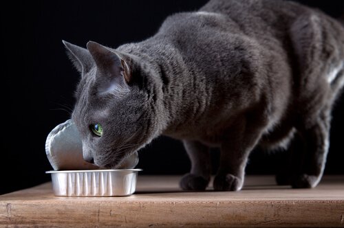 kedi mamaları