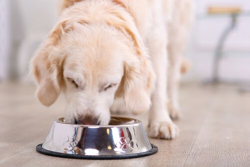 kış mevsiminde köpek bakımı