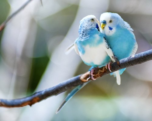 mavi muhabbet kuşları