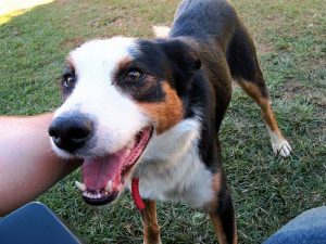 Kedi ve Köpeklerin Ruh Sağlığı