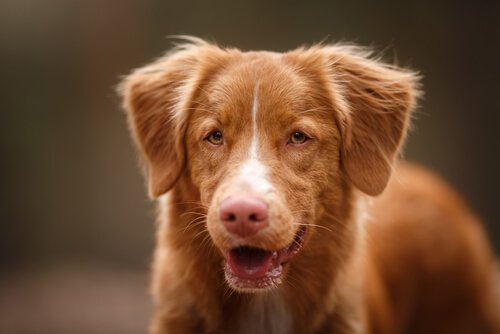 köpeklerde nefes nefese kalma durumu