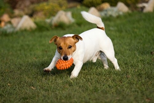 köpek davranışları