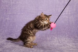 tekir kedi