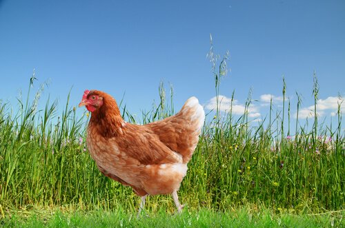 gezen tavuk yumurtası