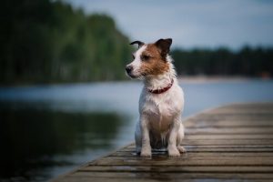 İspanya’nın En Ünlü Köpeği Pancho’yla Tanışın