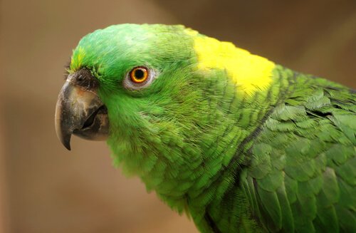 Papağanlarda Depresyon: Nedenleri, Belirtileri ve Tedavisi