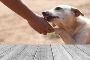 Kedi ve Köpeklerde Pati Yaralarını Tedavi Etmek