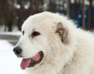 Pirene Mastifi Cinsi Köpekler