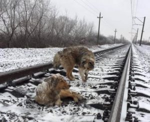 Arkadaşını Koruyan Köpeğin Hikâyesi