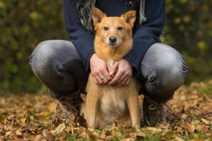 Köpeklerde Konjestif Kalp Yetmezliği