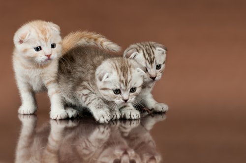 üç yavru kedi