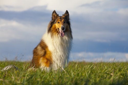 ünlü köpekler