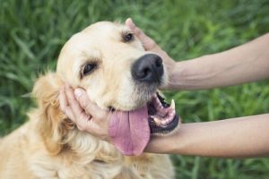 mutlu golden retriever