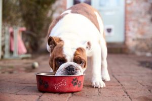 Yaşlı Köpeklerin Beslenme Düzeni Nasıl Olmalıdır?