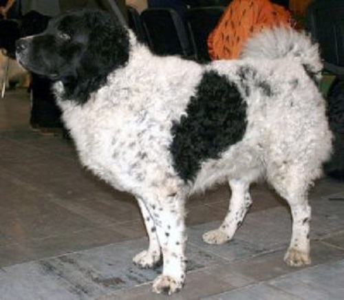 siyah benekli beyaz köpek