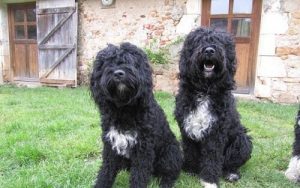 Hangi Cins Köpekler Su Köpekleridir?