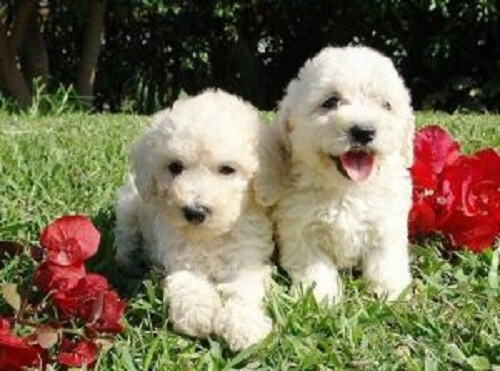 iki beyaz tüylü köpek