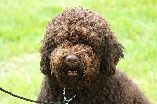 barbet