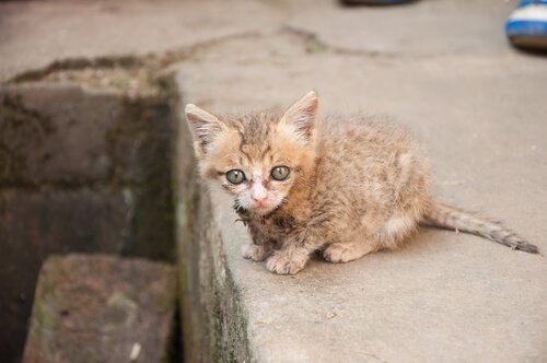 yavru sokak kedisi