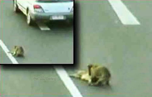 arkadaşını kurtaran köpek