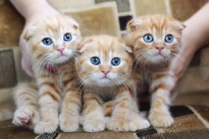 Kedi Alerjisi: Sebepleri, Belirtileri ve Önlemleri