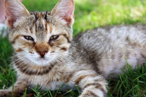 Köpekler Kedilerden Daha Mı Akıllı?