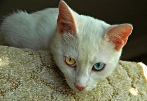 En Eski Kedi Cinsleri