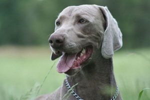 Weimaraner Cinsi Köpekler