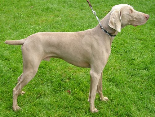 av köpeği weimaraner
