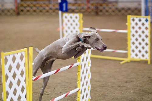 çeviklik yarışması yapan köpek