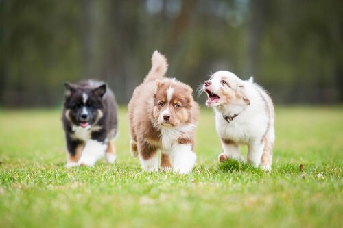 yavru köpekler için lapa