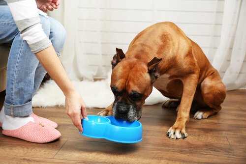 yaşlı köpeklerin beslenme düzeni