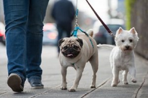 yürüyüş yapan iki köpek