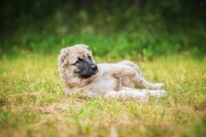 Köpekler Neden Çamurda Yuvarlanmayı Sever?